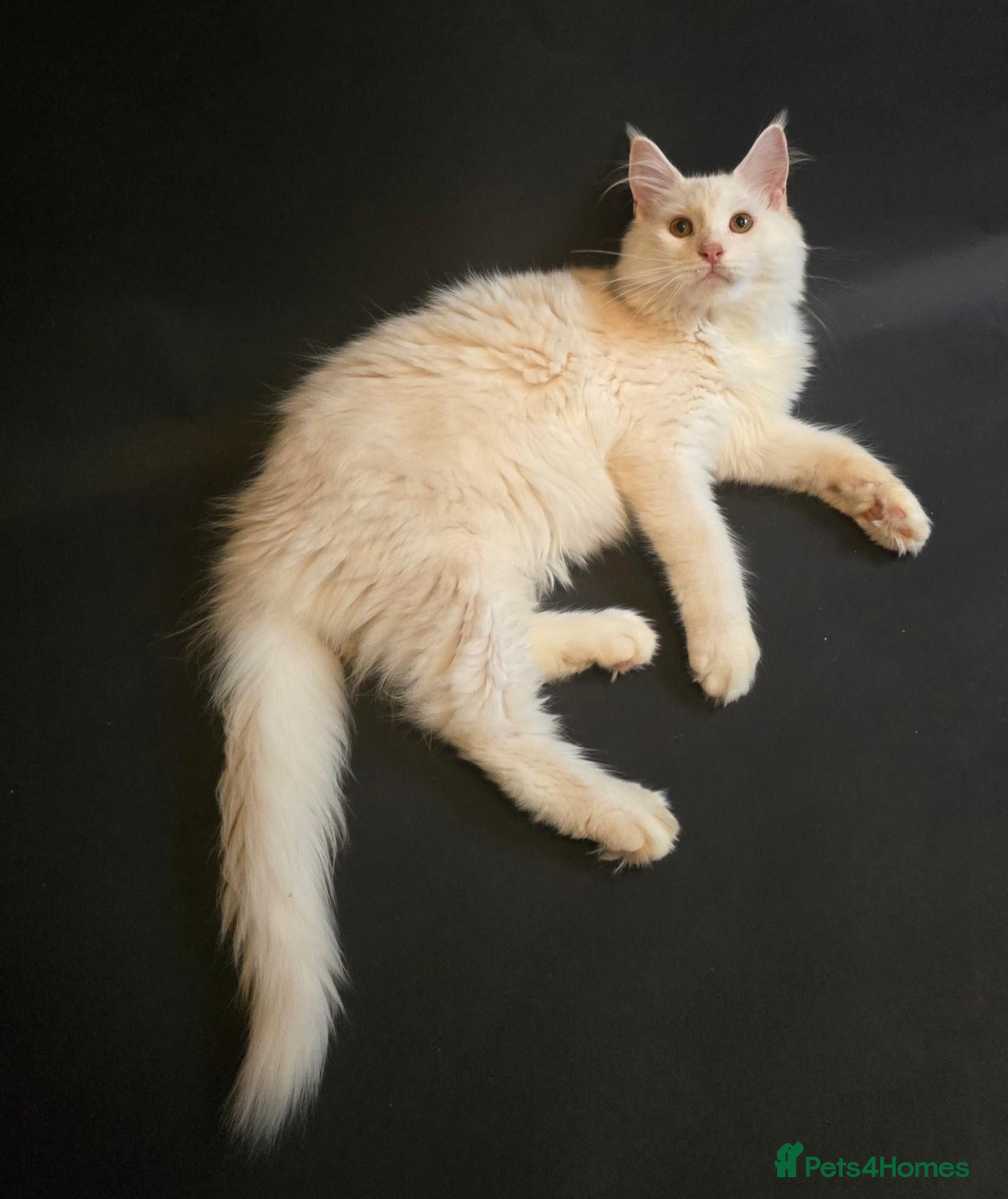 Maine Coon cats Tica Maine Coon Kitten - Advert 14