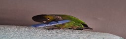 Parrots birds for sale: 2 Green Cheek Conures & cage - Advert 7