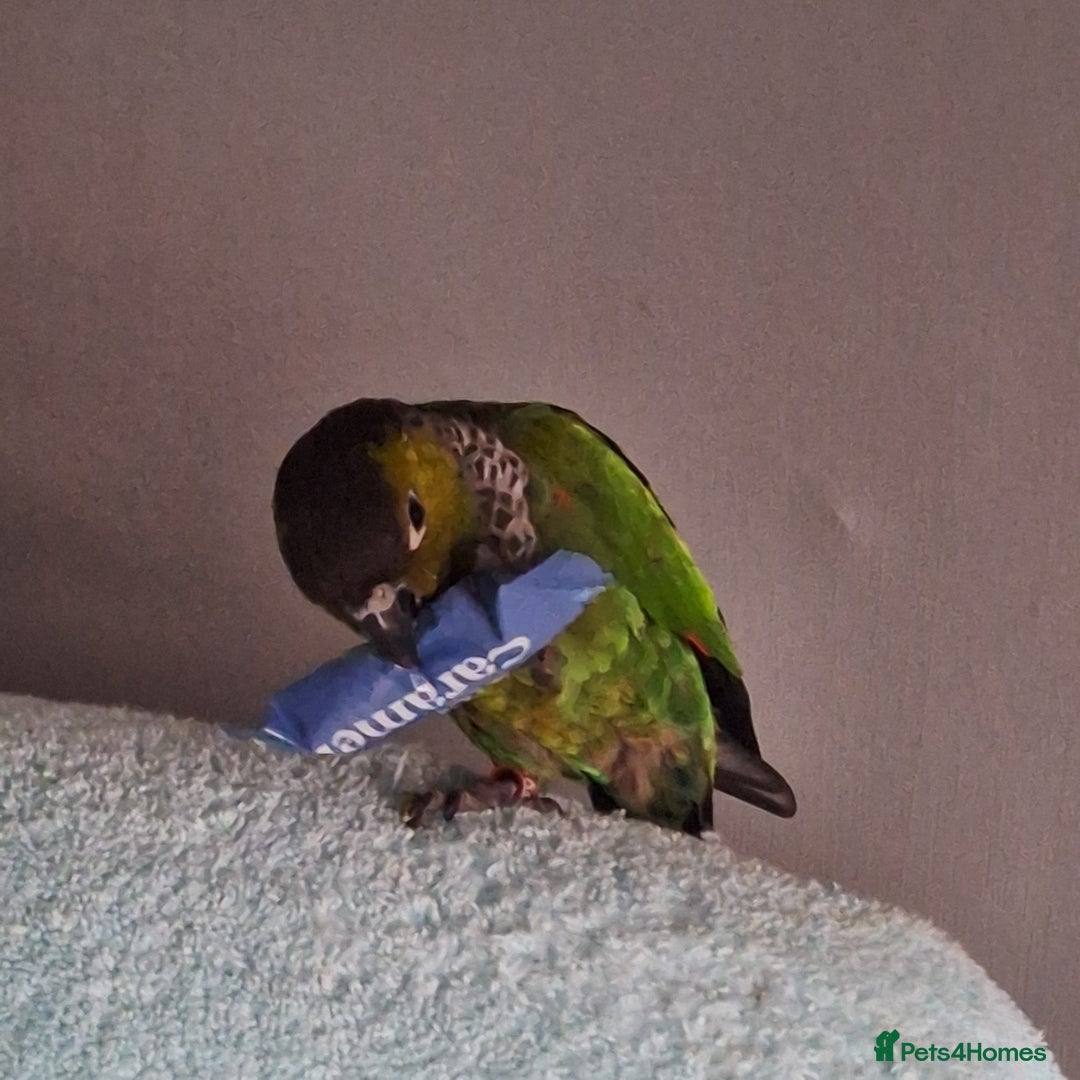 Parrots birds for sale: 2 Green Cheek Conures & cage - Advert 7