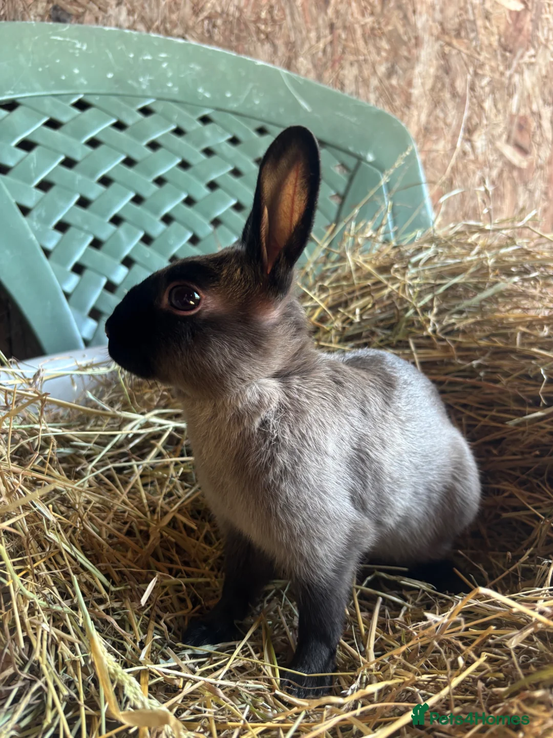 Polish rabbits for sale: Stunning litter of polish dwarf rabbits  - Advert 2