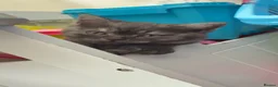 British Shorthair cats for sale: 🐾 Beautiful British Shorthair Kittens 🐾 - Advert 3