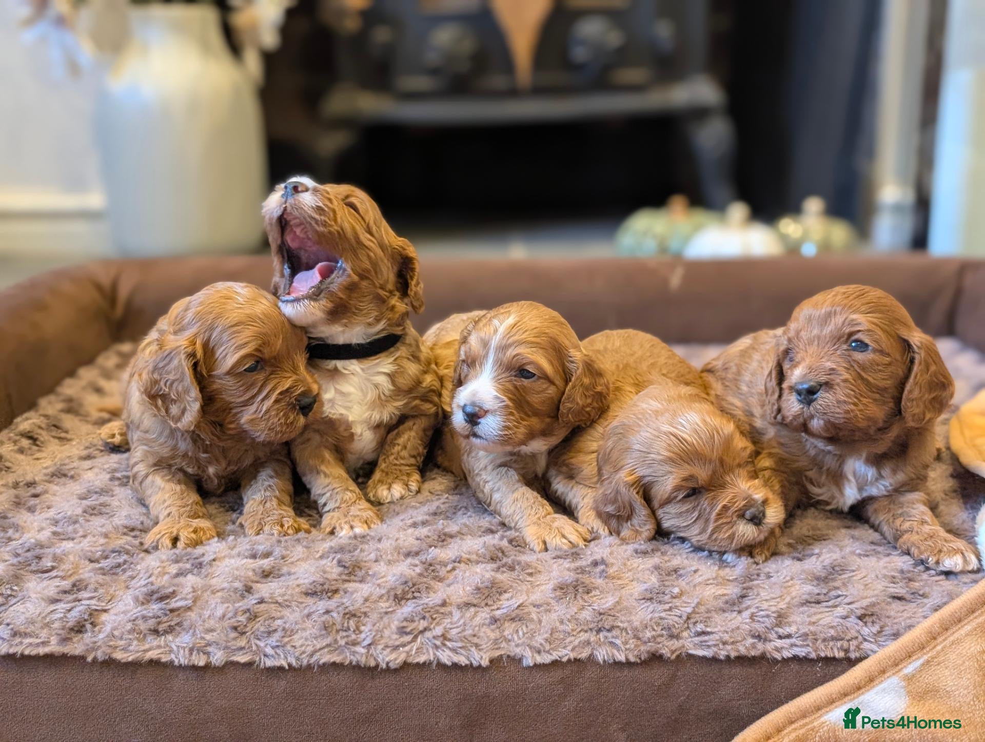 Cavapoo dogs Adorable F1b cavapoo puppies  - Advert 1