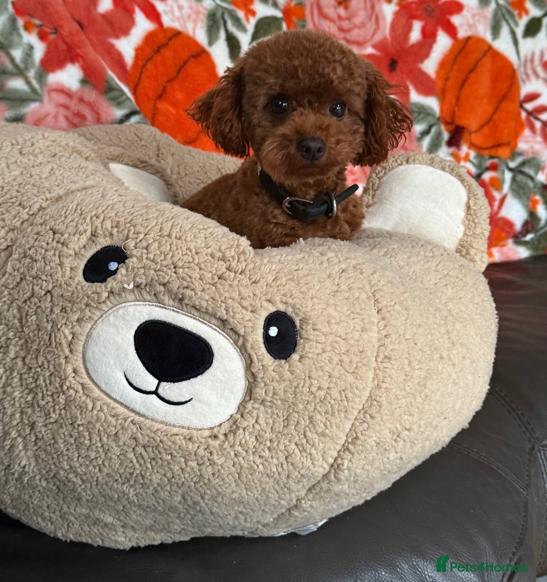 Maltipoo dogs for sale: 🧸 Incredible Teddy Bear TINY F1 Asian Maltipoo 🧸 - Advert 5