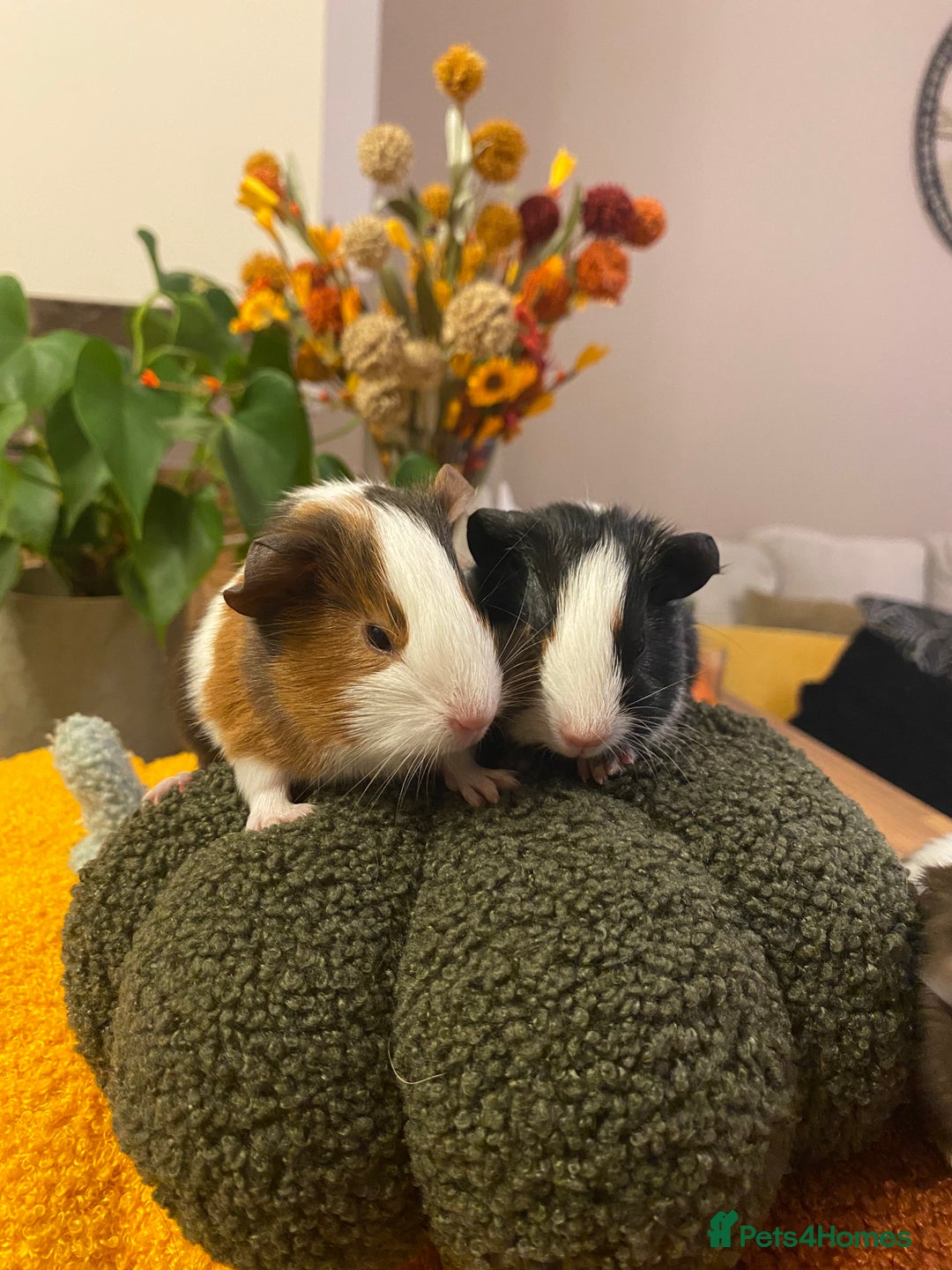 Guinea Pig rodents for sale: Baby female Guinea pigs - Image 4