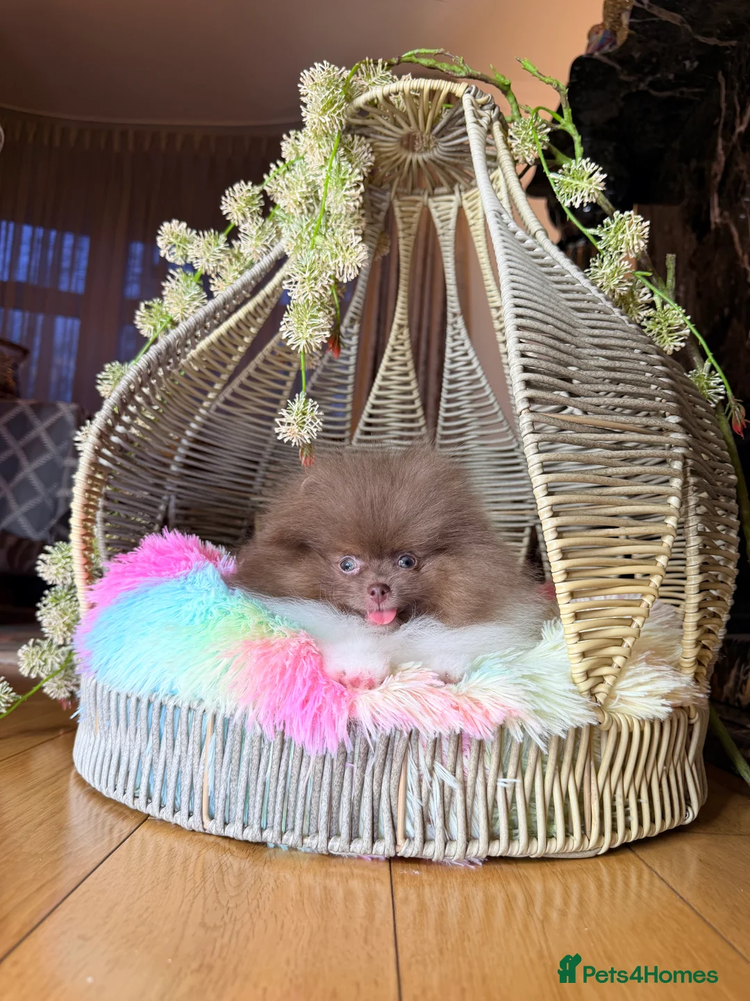 Pomeranian dogs for sale: Exclusive Lilac Party color Pomeranian Boy - Advert 16
