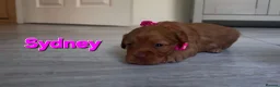 Cockapoo dogs for sale: COCKAPOO PUPPIES LOOKING FOR A HOME  - Advert 20