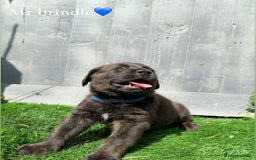 Mixed Breed dogs for sale: Gorgeous st weilers  - Image 5
