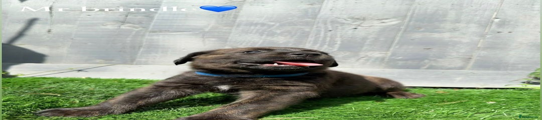 Mixed Breed Puppy 1