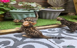 Bengal cats for sale: ✨ Bengal Kittens Looking for Loving Homes ✨ - Image 26