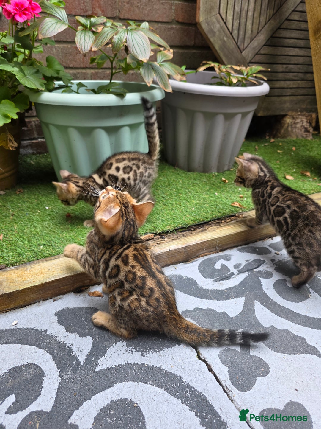 Bengal cats for sale: ✨ Bengal Kittens Looking for Loving Homes ✨ - Image 26