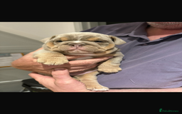 English Bulldog dogs for sale: Fully Suited Lilac & Tan boys  - Image 14