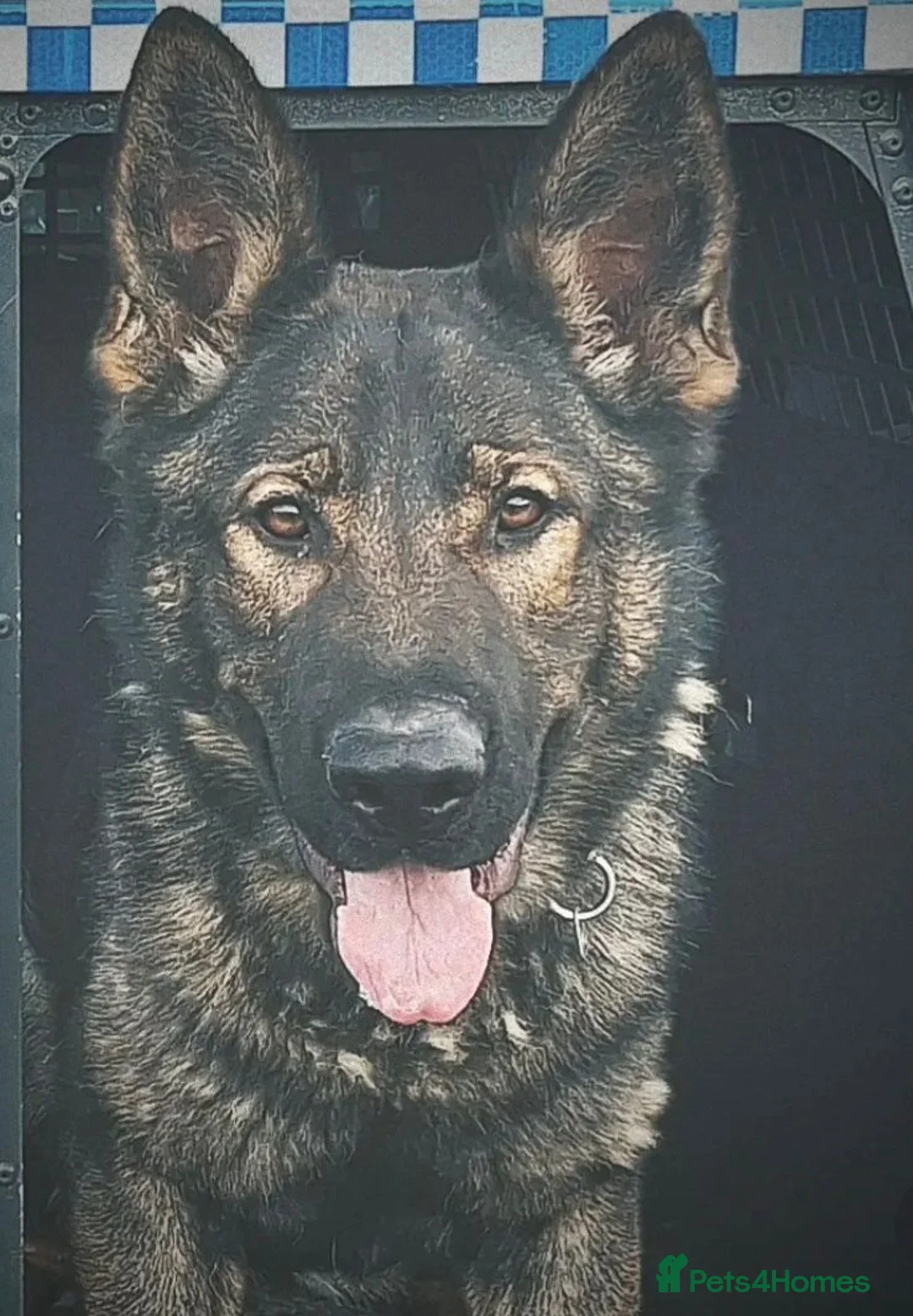 German Shepherd dogs for sale: Stunning female Czech line German Shepherd Female  - Advert 7