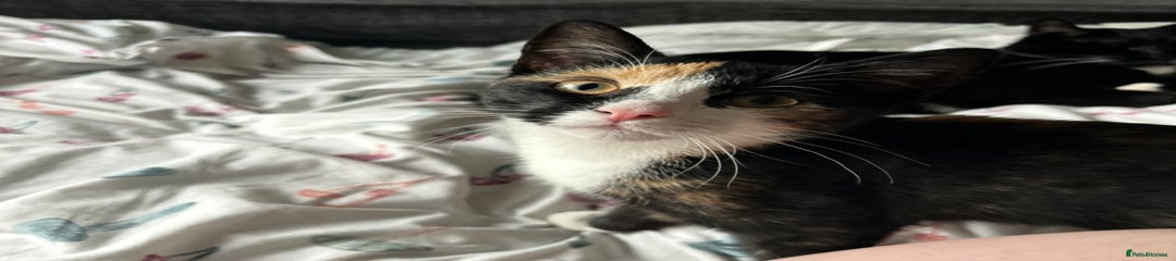 Female Cat for adoption 
