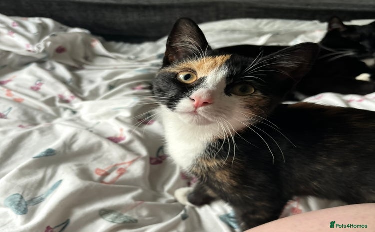 Mixed Breed cats - Advert 1