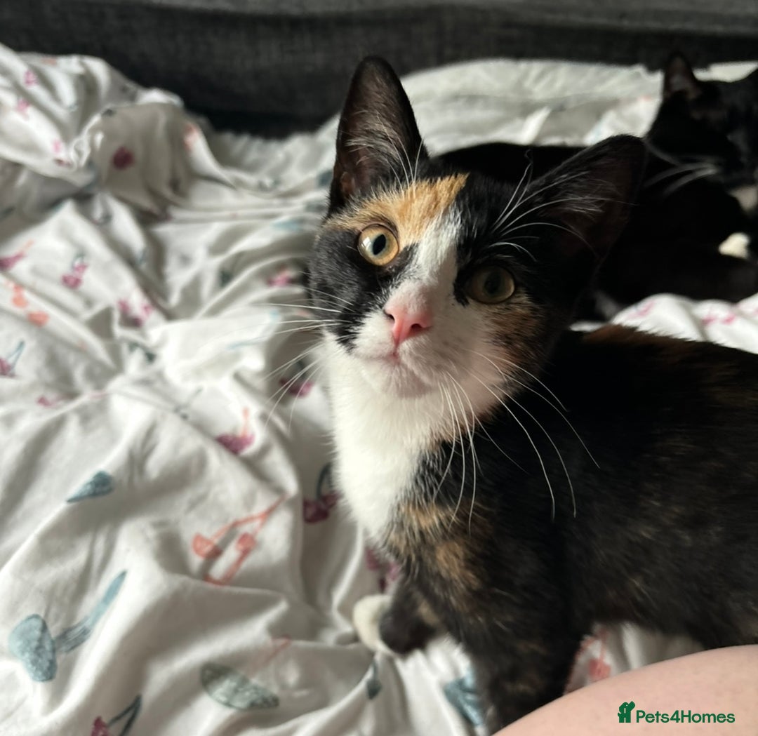 Mixed Breed cats for sale: Cat for adoption! - Image 1