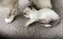 Ragdoll cats for sale: Adorable Ragdoll Kittens - Image 22