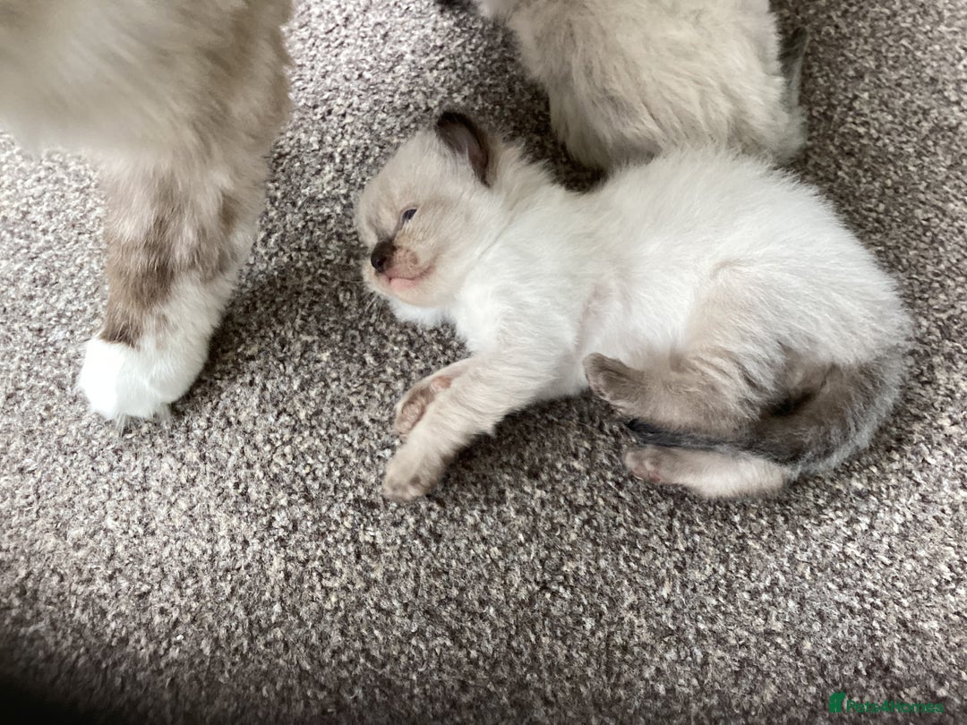 Ragdoll cats for sale: Adorable Ragdoll Kittens - Image 22