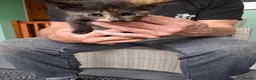 Mixed Breed cats for sale: I have 5 little kittens needing a loving home  - Advert 6