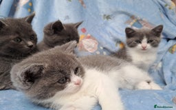 British Longhair cats for sale:  Mother is ragdoll,  Father is British shorthair - Advert 7