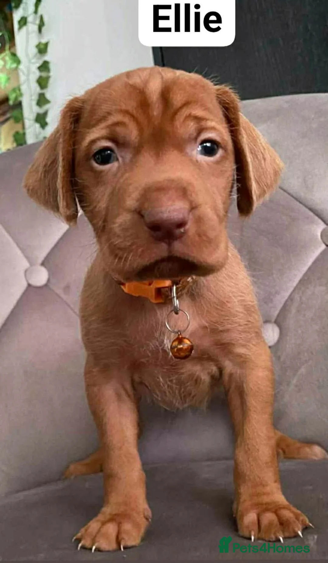 Hungarian Vizsla dogs for sale: Extra Ordinary Beautiful Hungarian Vizsla - Advert 6