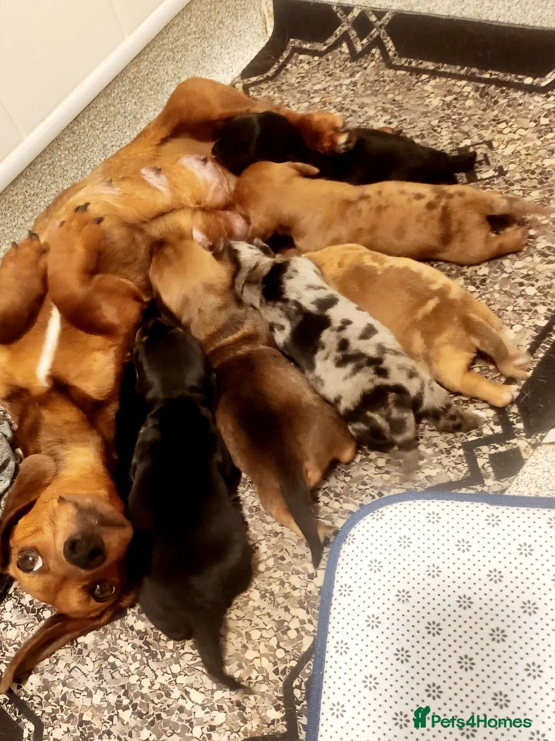 Dachshund dogs for sale: Puppys for sale in Hook - Advert 1