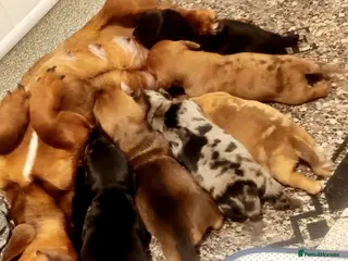 Dachshund dogs Puppys for sale - Advert 2