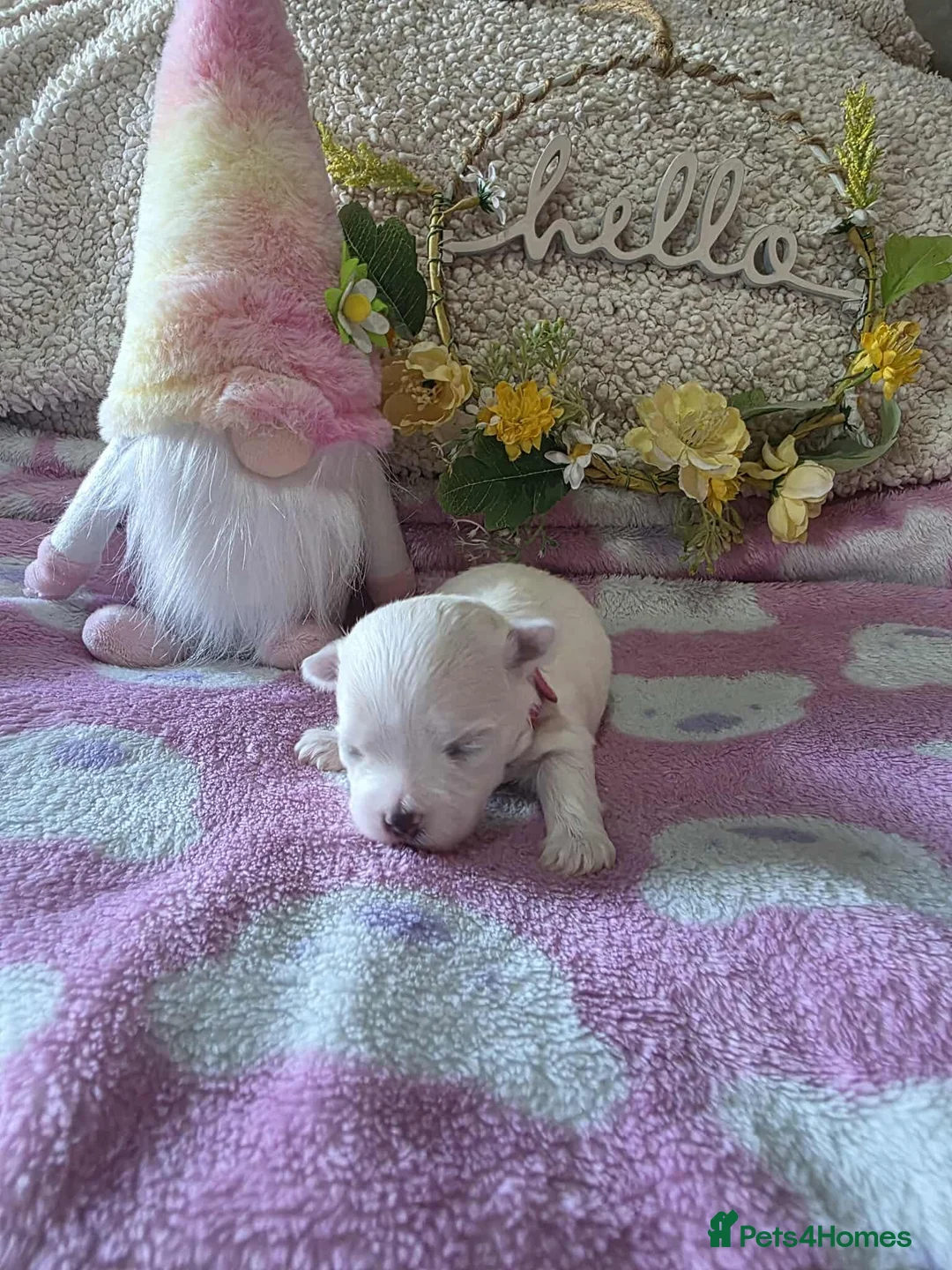 Maltese dogs for sale: Show quality Maltese  - Advert 8