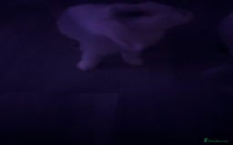 Mini Lop rabbits for sale: White mini lop girl - Advert 3