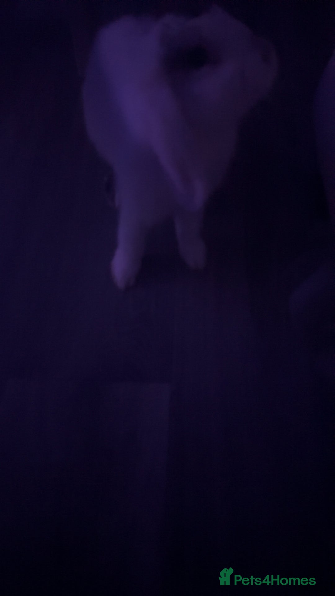 Mini Lop rabbits for sale: White mini lop girl - Advert 3