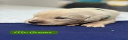 Golden Retriever dogs for sale: Outstanding KC Reg Golden Retriever Puppies - Advert 19