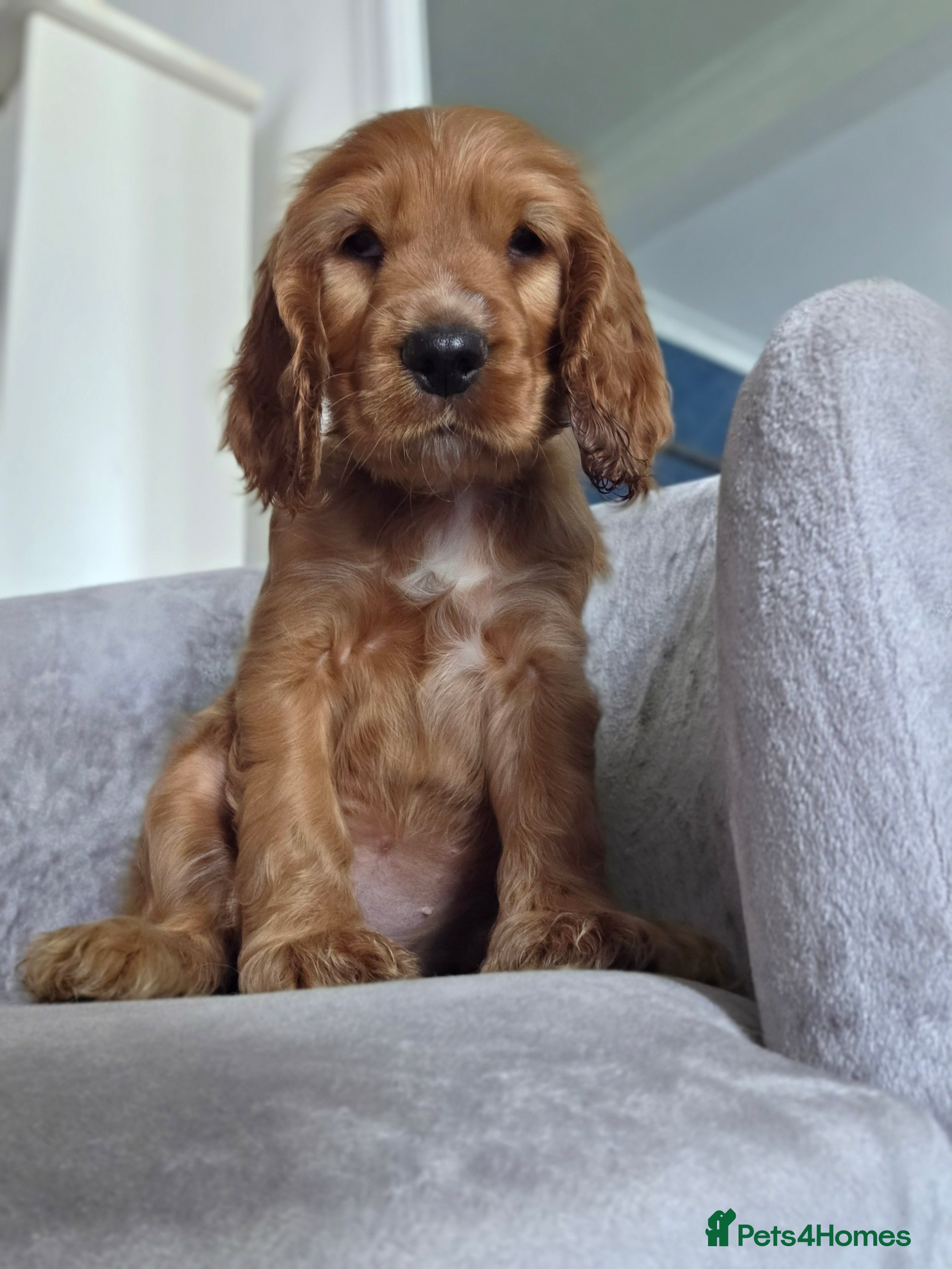 Cocker Spaniel dogs Cocker spaniel puppies - Advert 18