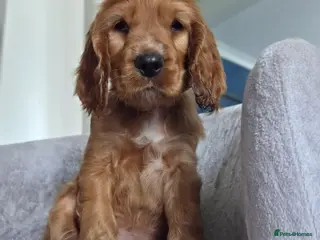 Cocker Spaniel dogs Cocker spaniel puppies - Advert 18