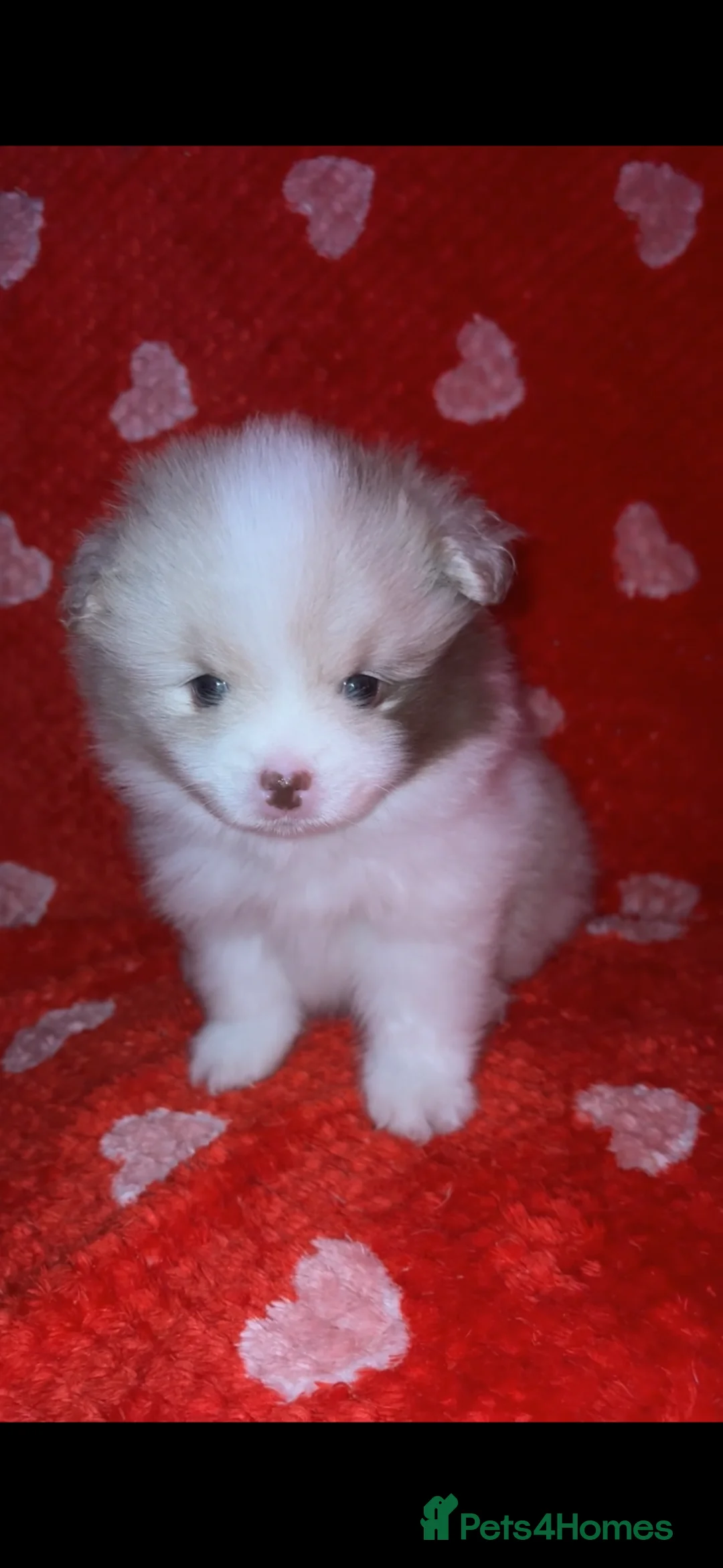 Pomeranian dogs for sale: beautiful blue eyed Pomeranians cream boys  - Advert 1