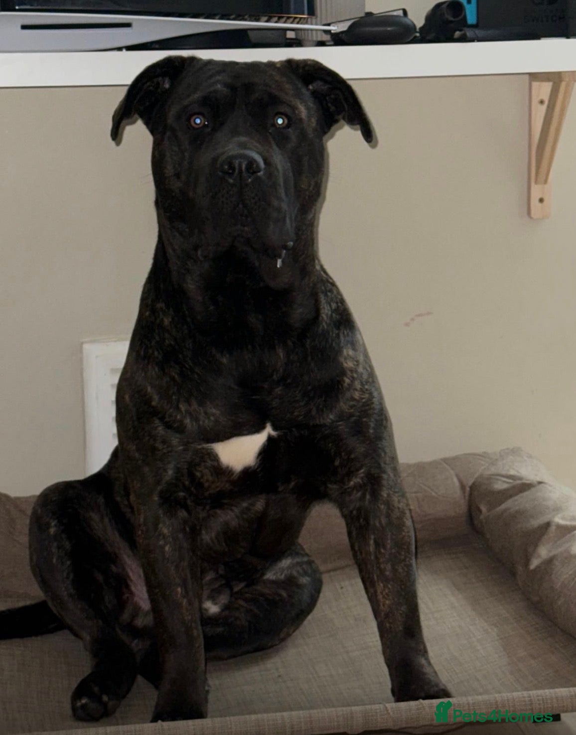 Cane Corso dogs Need of a new loving home  - Advert 3