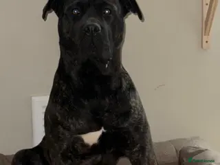 Cane Corso dogs Need of a new loving home - Advert 14