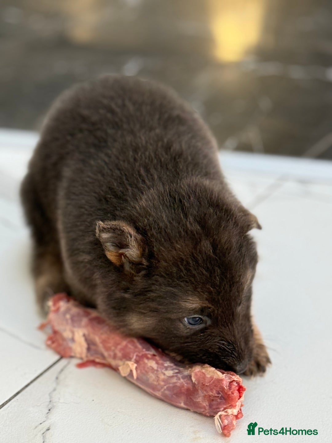 German Shepherd dogs for sale: 💙KC health tested parents 💙 - Advert 26