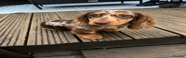 Miniature Dachshund Puppy 1