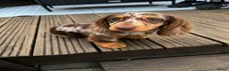 Miniature Dachshund dogs for sale: Beautiful KC miniature Dachshund Puppies 🌟 in Romford - Advert 4