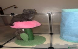 British Shorthair cats for sale: British Shorthair Kittens - Image 20
