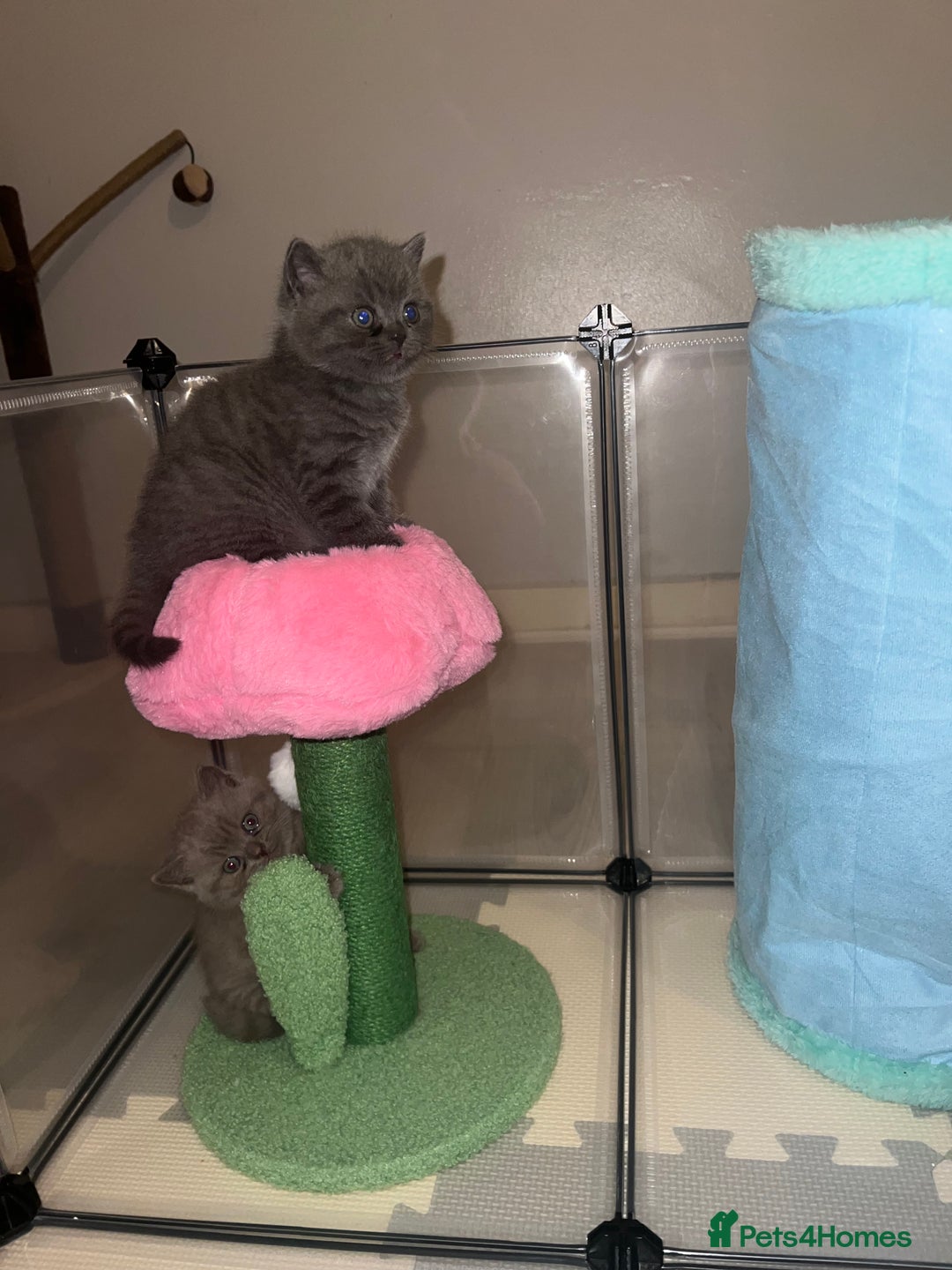 British Shorthair cats for sale: British Shorthair Kittens - Image 20