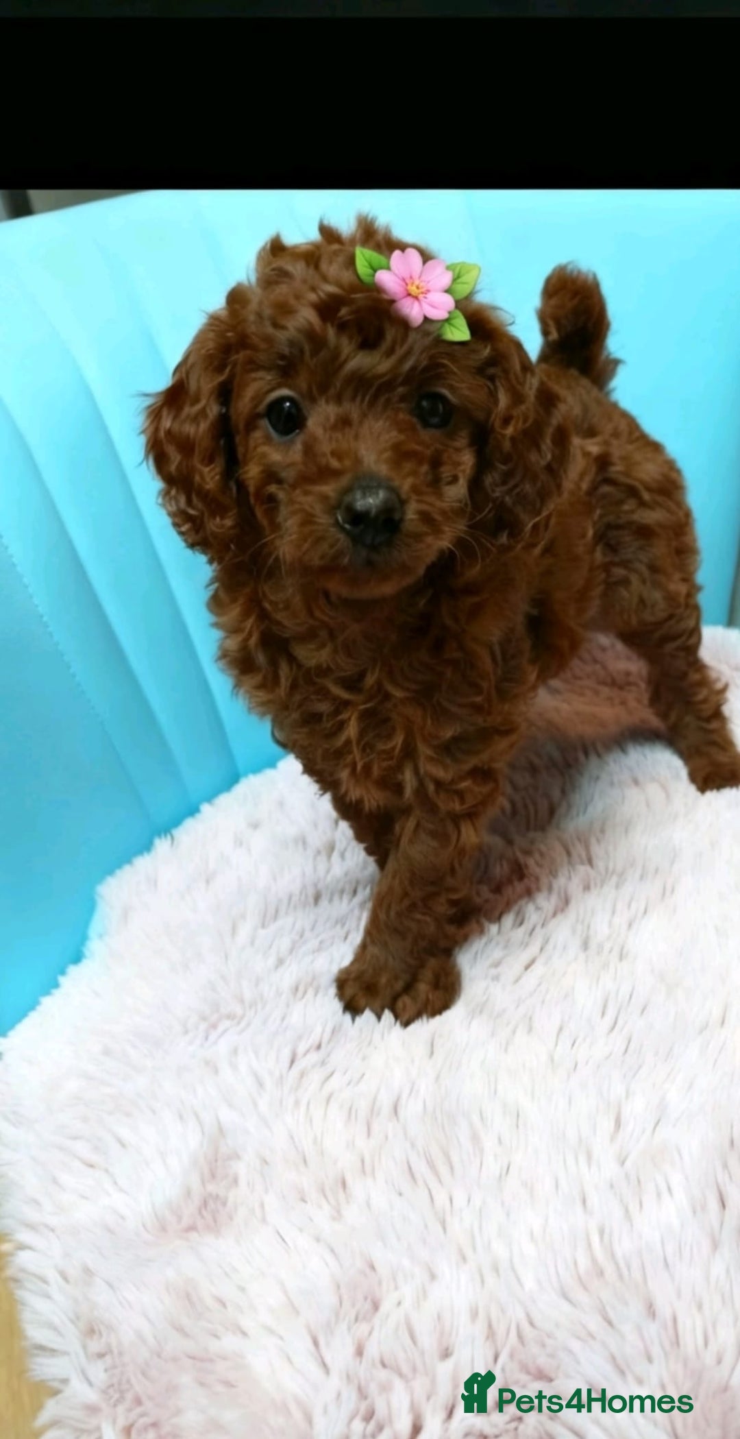 Cockapoo dogs for sale: Cockerpoo puppies  - Advert 12