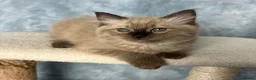 Ragdoll cats for sale: 🤎 READY NOW seal mink sepia cherubim BOY 🤎 - Advert 3
