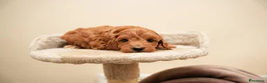 Cockapoo 4