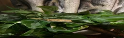Gecko reptiles for sale: Baby Crested Gecko and Full set up - Advert 3