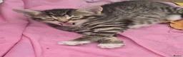 Domestic Shorthair cats for sale: 3 Kittens available  in Worthing - Advert 2