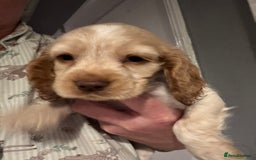Cocker Spaniel dogs for sale: Stunning litter of Show Cocker Spaniel Puppies - Image 1