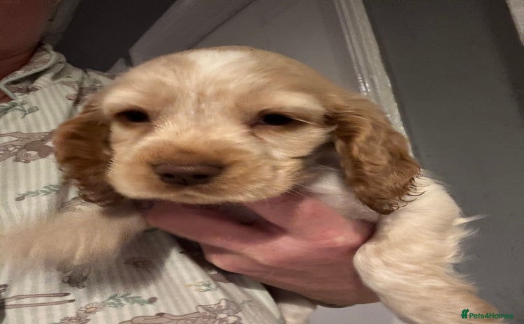 Cocker Spaniel dogs for sale - Advert 1