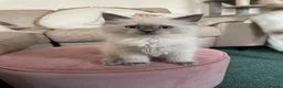 Ragdoll cats for sale: Ragdoll Kittens GCCF lilac and Blue beautiful  - Advert 6