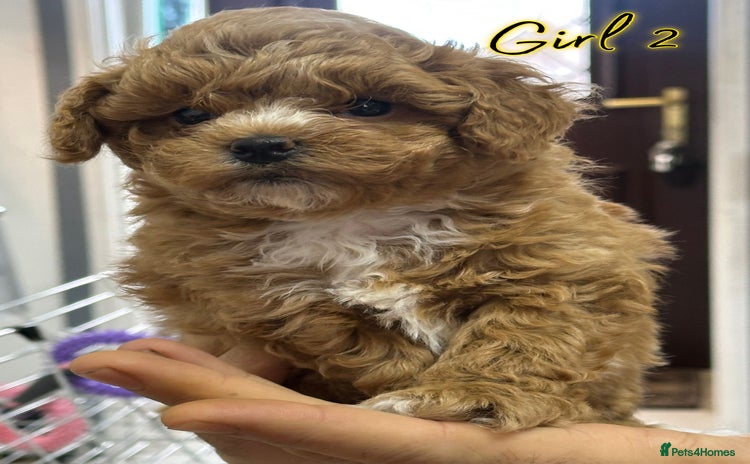 Shihpoo dogs - Advert 1