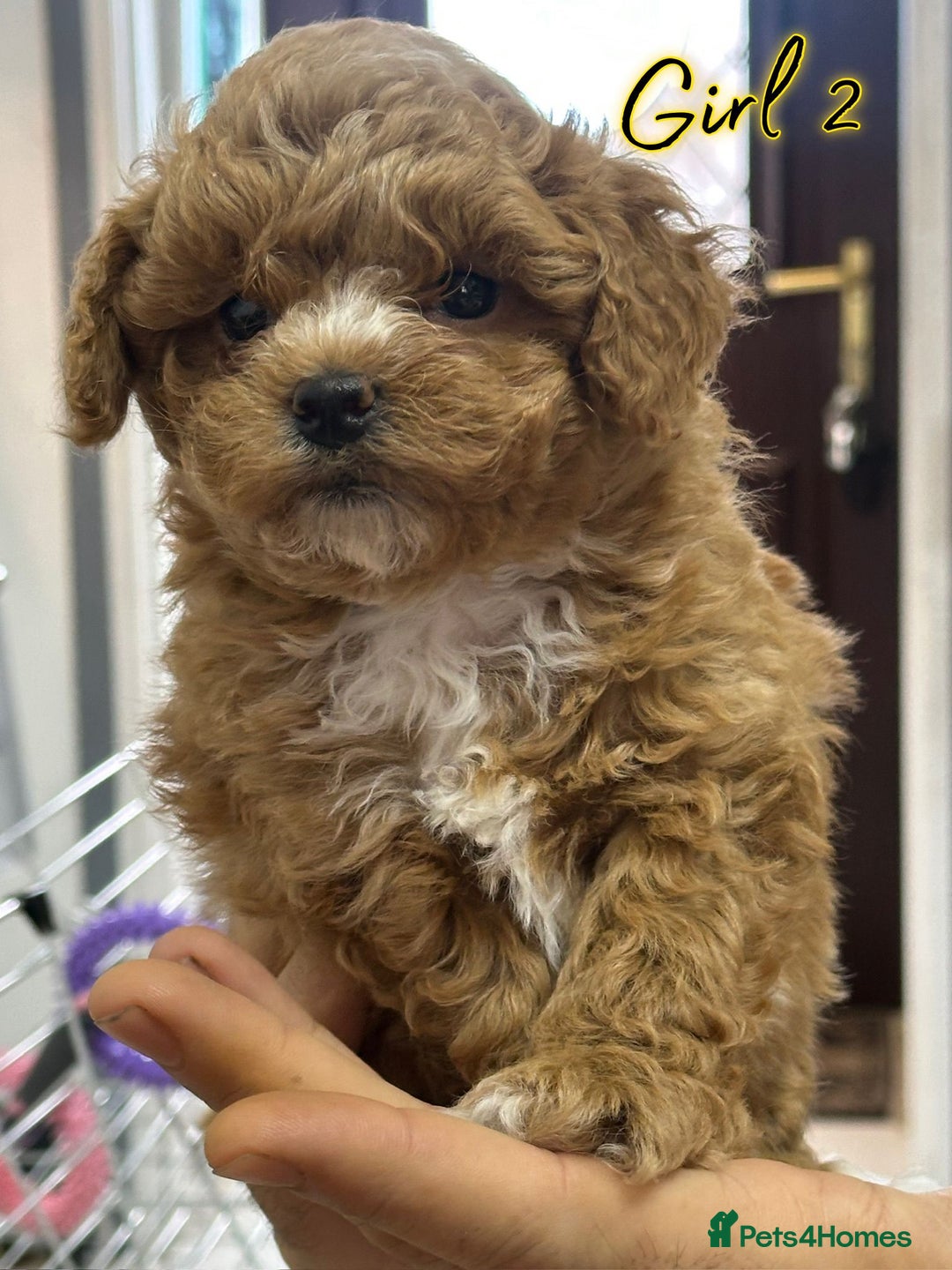 Shihpoo dogs for sale: 🐾 Toy Poodle x Shihpoo Puppies for Sale - Image 1
